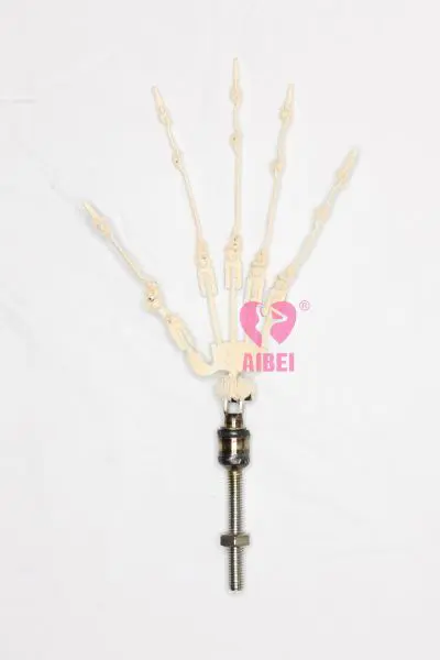 Manu cù dite articulate